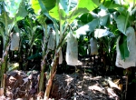 Quy trình trồng và chăm sóc cây chuối sạch bệnh
